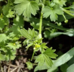 smallflower buttercup thumbnail 1