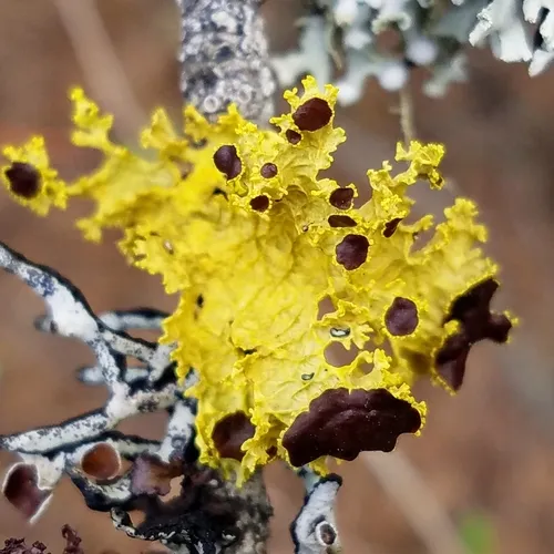 Brown-eyed Sunshine Lichen