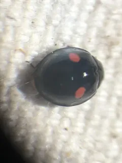 Chilocorus tricyclus thumbnail 2
