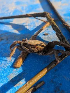 Red-jointed Fiddler Crab thumbnail 4