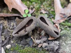 Helvella solitaria thumbnail 3