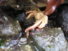 Morning sun star thumbnail 2