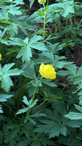 European Globeflower