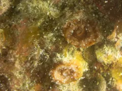 brown cup coral thumbnail 2