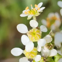 Oregon Saxifrage thumbnail 4