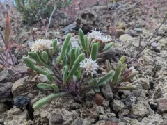 Cusick's Pincushion thumbnail 2