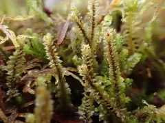 Orkney Notchwort thumbnail 2