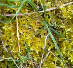 Trachybryum Moss thumbnail 4
