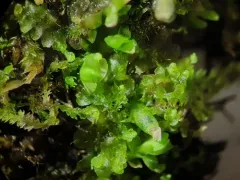 Blunt Pincerwort thumbnail 1