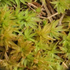 Catherine's moss thumbnail 4