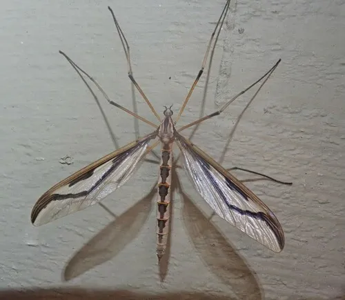 Pedicia contermina