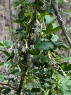snowy gooseberry thumbnail 3