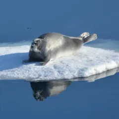 Bearded Seal thumbnail 2