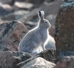 Arctic Hare thumbnail 3