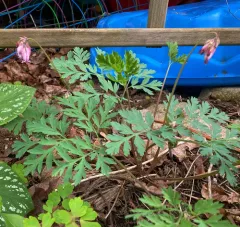 Fringed Bleeding Heart thumbnail 4