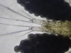 White copepod thumbnail 2