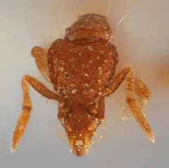 Reflexed Mustache Ant thumbnail 2