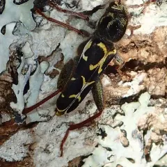 Western Ash Borer thumbnail 3