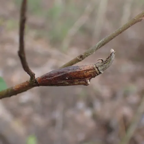willow beaked-gall midge