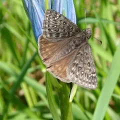 Propertius Duskywing thumbnail 4