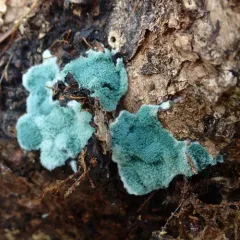 Trichoderma viride thumbnail 2