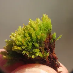 Bud-headed Groove-moss thumbnail 3