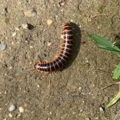 Salmon Cherry Millipede thumbnail 2