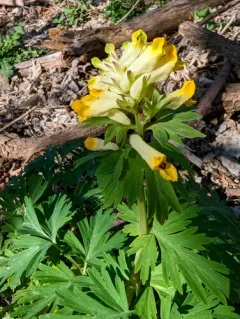 Noble Corydalis thumbnail 4