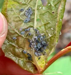 Bird Cherry-oat Aphid thumbnail 2