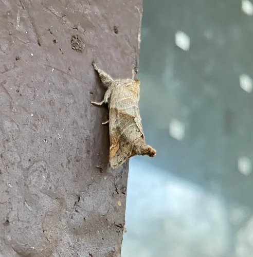 Angle-lined Prominent