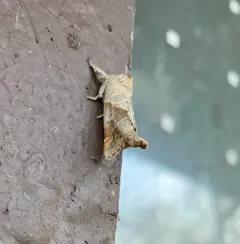 Angle-lined Prominent thumbnail 1