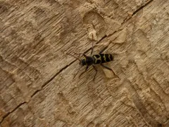 Banded Ash Borer thumbnail 4