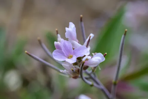 Mt. Sapphire rockcress