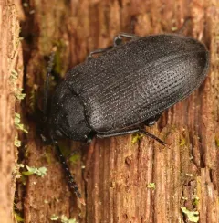 Velvety bark beetle thumbnail 2