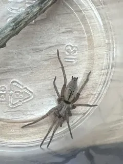Neglected Ground Hunter Spider thumbnail 3