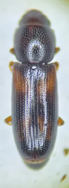 Rhizophagus minutus thumbnail 3