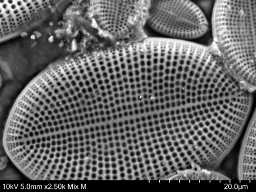 Cocconeis scutellum