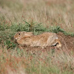 European Rabbit thumbnail 4