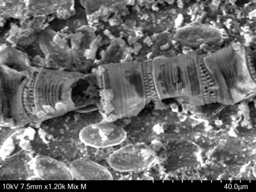 Detonula pumila