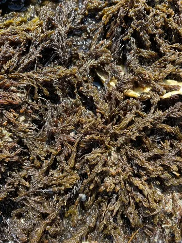 Neorhodomela oregona
