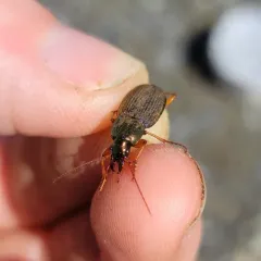 Emarginate Chlaenius thumbnail 4