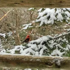 White-winged Crossbill thumbnail 2