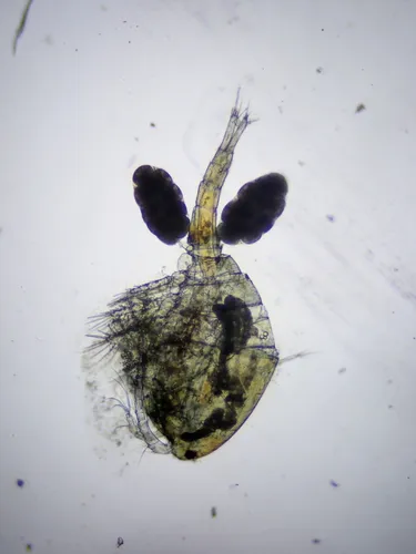 Eucyclops pectinifer