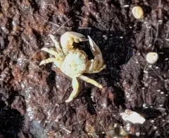 Thickclaw Porcelain Crab thumbnail 4