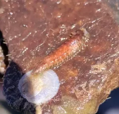 Fifteen-scaled Worm thumbnail 3