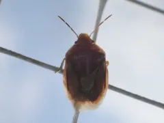 Chlorochroa senilis thumbnail 1