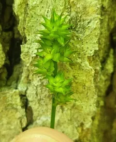 thin-leaved sedge thumbnail 4