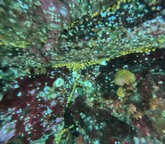 California Boring Sponge thumbnail 2