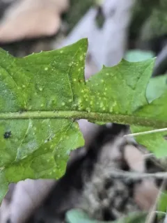 Synchytrium taraxaci thumbnail 2