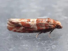 Shortleaf Pine Coneborer Moth thumbnail 3